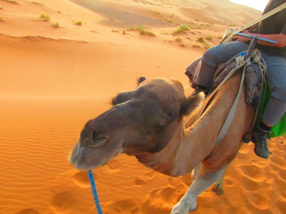 Tofu Hotel & Safari Jaisalmer Dış mekan fotoğraf